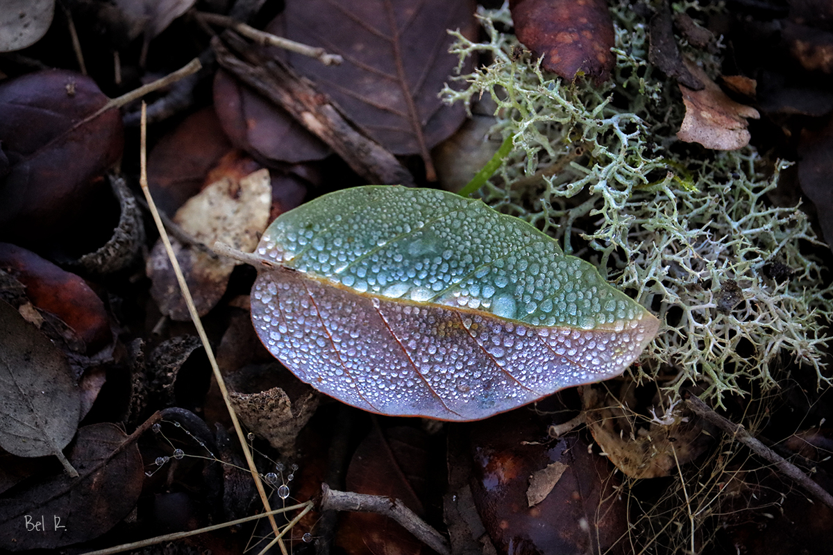 BELLEZAS NATURALES