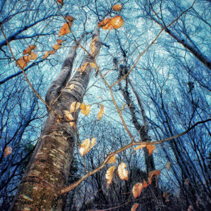 “MAGIC FOREST” LAMINA DE 30 X 40